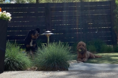 gallery_0022_IMG_3949